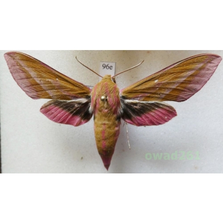 Deilephila elpenor (Linnaeus, 1758) Poland96e
